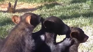 🐾 CUTEST Baby Animals Ever! 😂🤣 | Cats, Dogs & Farm Goofs 🐶🐱🐥