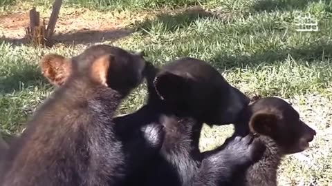 🐾 CUTEST Baby Animals Ever! 😂🤣 | Cats, Dogs & Farm Goofs 🐶🐱🐥