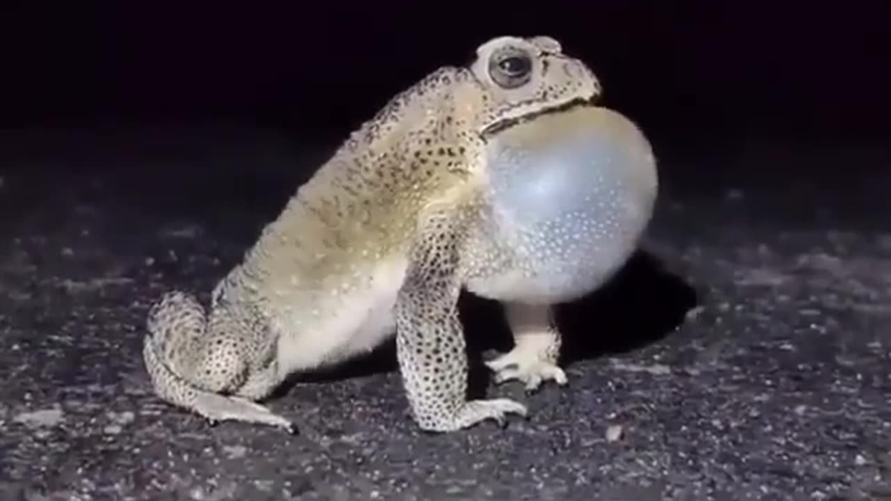 White Frog