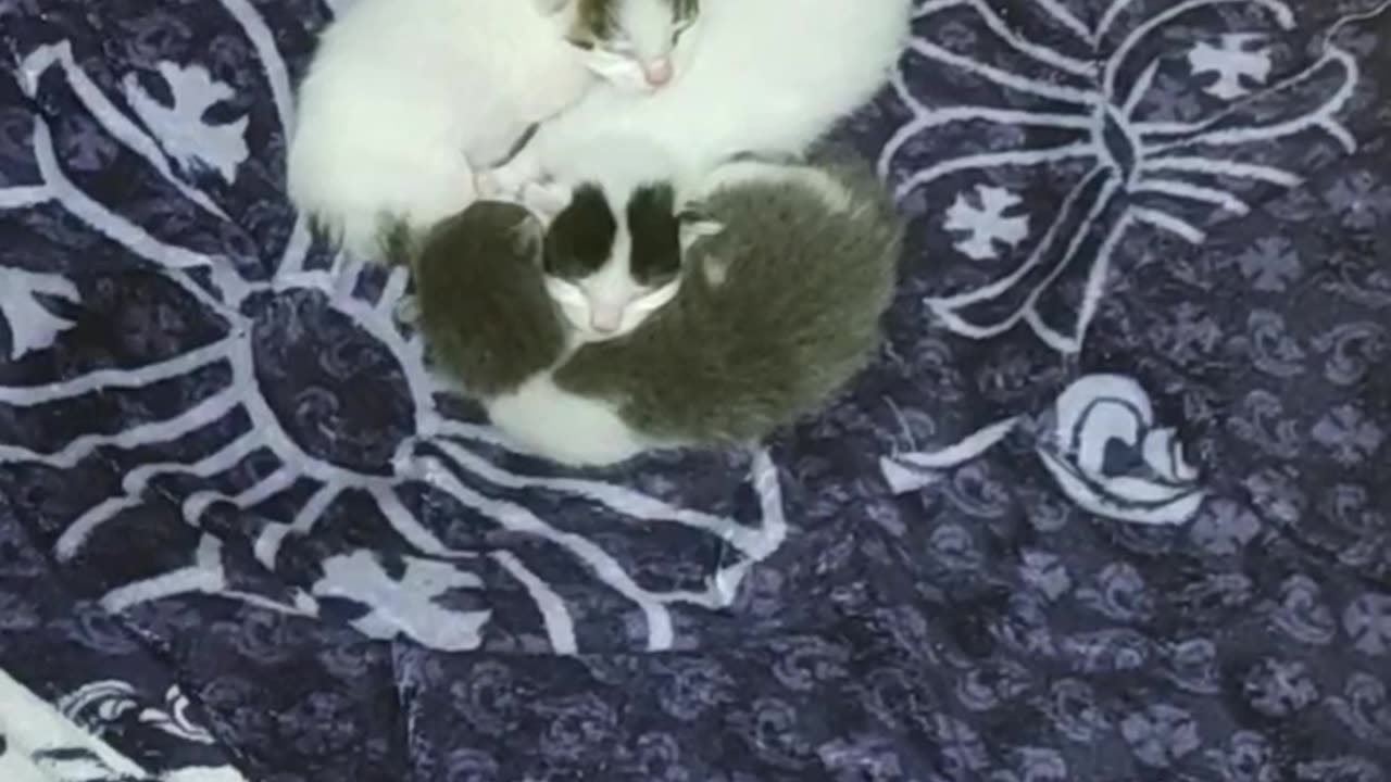 Gattini una settimana dopo la nascita