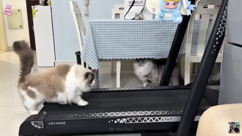 Funniest animals 🤣 😭 will have you questioning reality