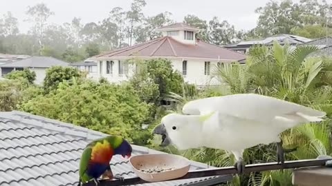 Lorikeet Squabbles With Cockatoo