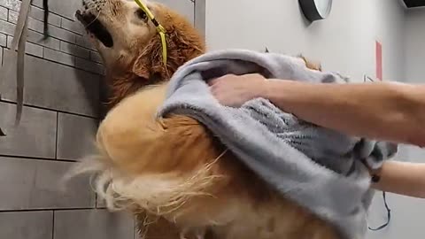 🐾😂 Derp Alert: You Won't Believe This Golden Retriever's Funny Reaction! | FunFM