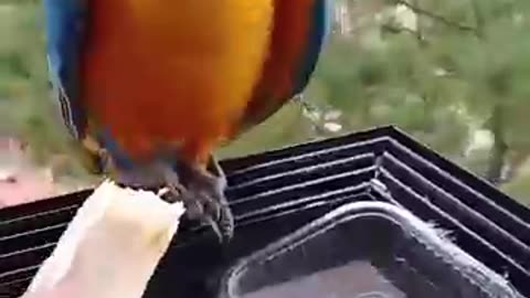 Shocking: FUNNIEST Animal Videos of 2024