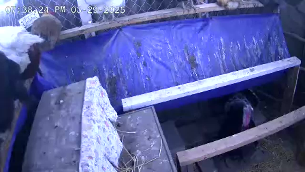 Saturday Night Perch Up Cam3