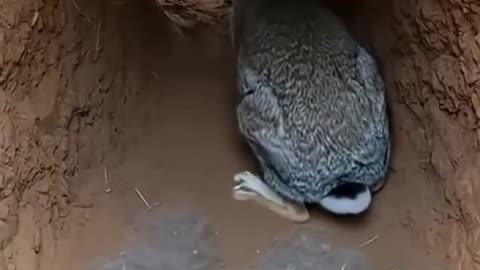 Mom rabbit takes on a fox trying to get to her babies