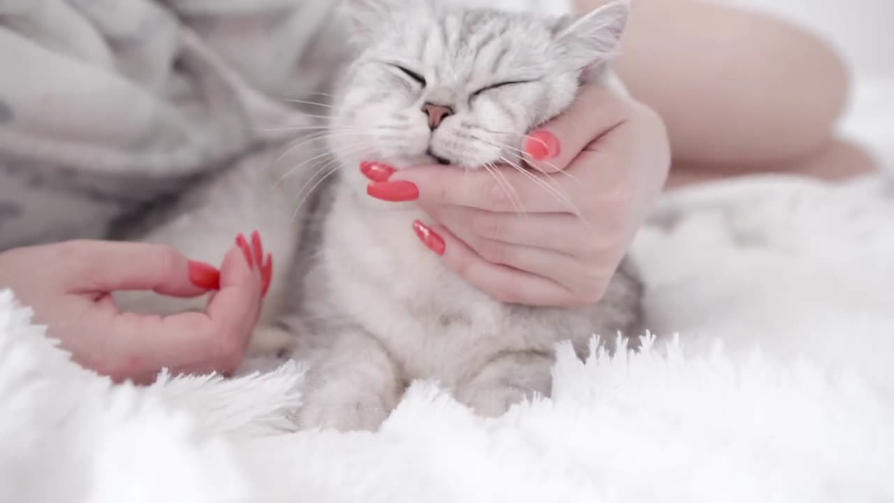 4K FUNNY and CUTE CATS VIDEO! | Try not to laugh [IMPOSSIBLE]