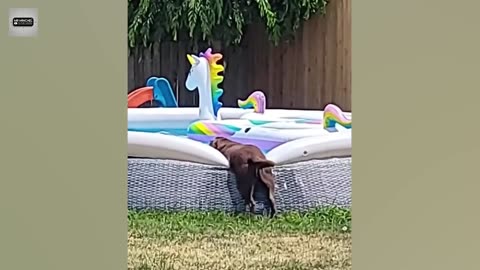 2024 Funny Animal Videos