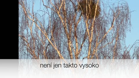 Utrhněte si své jmelí