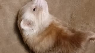 Ferret enjoying daily massage 🤴