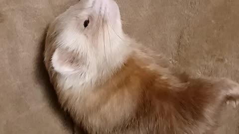 Ferret enjoying daily massage 🤴
