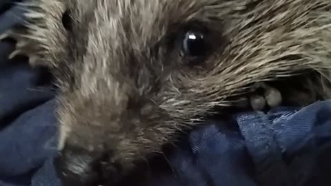 "Meet the Cutest Hedgehog Ever 🦔✨"