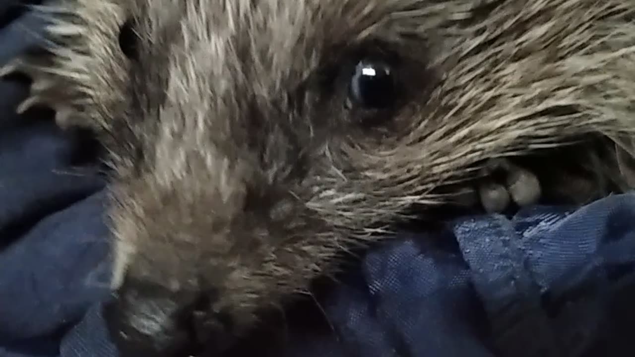 "Meet the Cutest Hedgehog Ever 🦔✨"