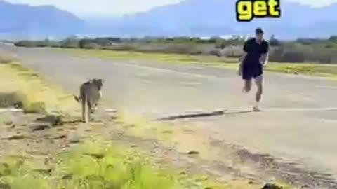 Cheetah vs mr beast race