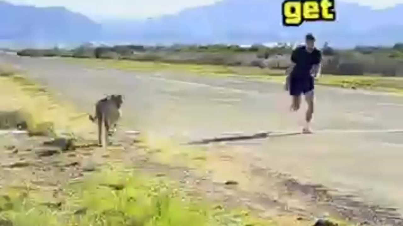 Cheetah vs mr beast race
