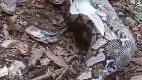 "Giant Python Swallows a Deer in the Garden, Bloated Belly Becomes the Spotlight!"