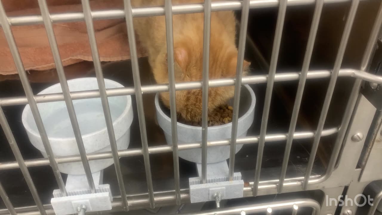 Socializing with Archie! (Part 3)