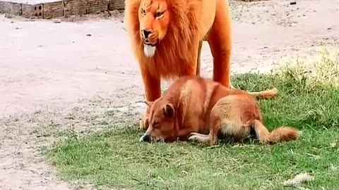 funniest animal videos, try not to laugh 2025