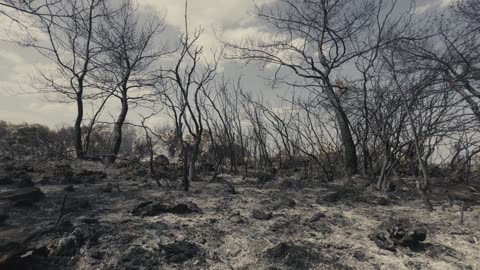 Wasteland