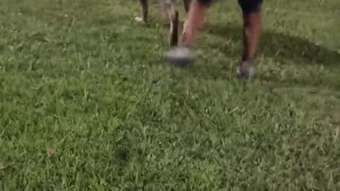 A little boy suffers the attack of a four-legged thief with a hungry snout: his hamburger!