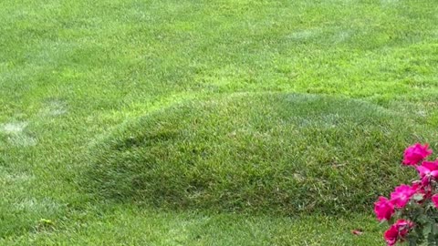 Grass Water Bubble