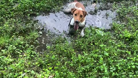 🤣🛁 He Just Decided to Freshen Up – Unexpected Pet Moment! | FunFM
			