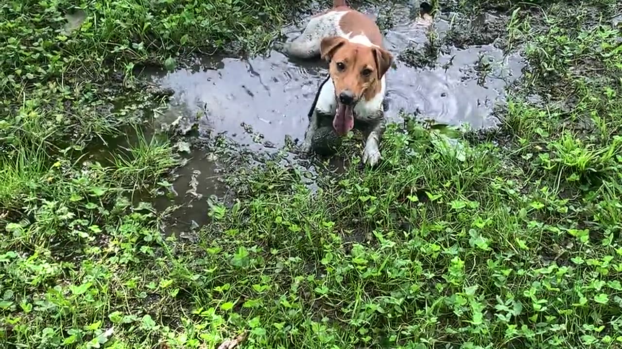 🤣🛁 He Just Decided to Freshen Up – Unexpected Pet Moment! | FunFM