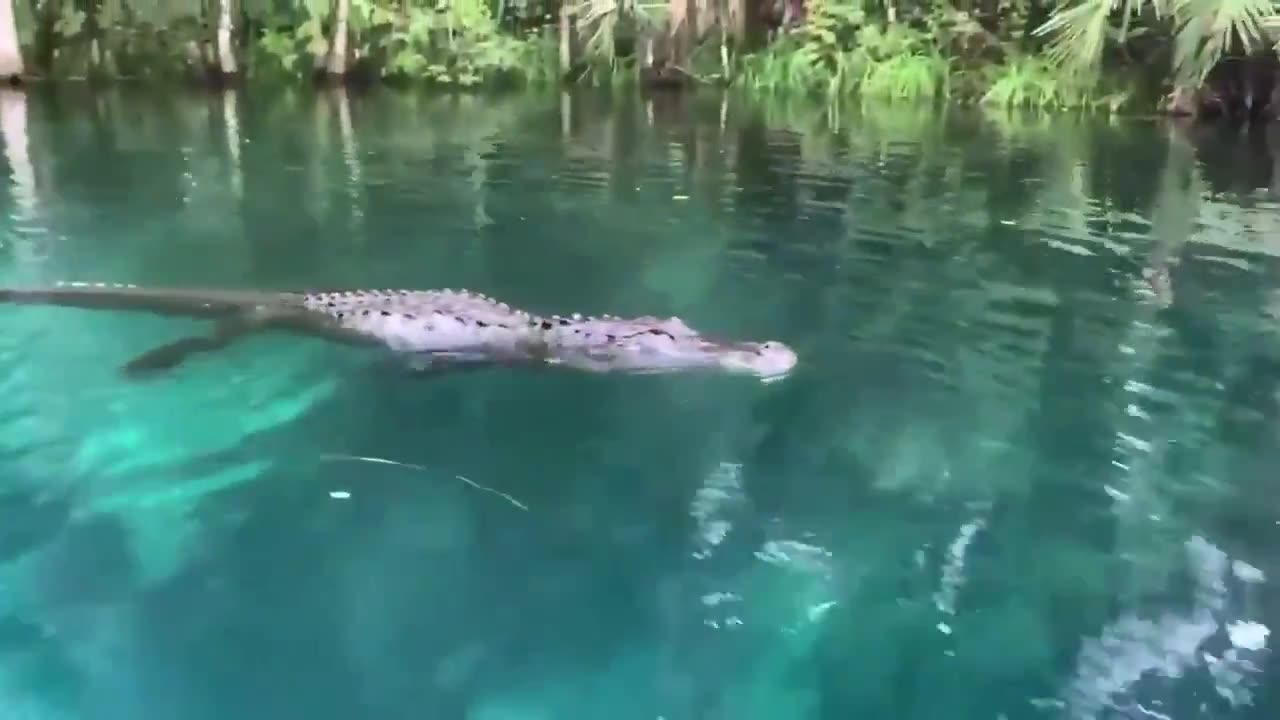 Florida woman pushes away alligator with boat paddle while it growls