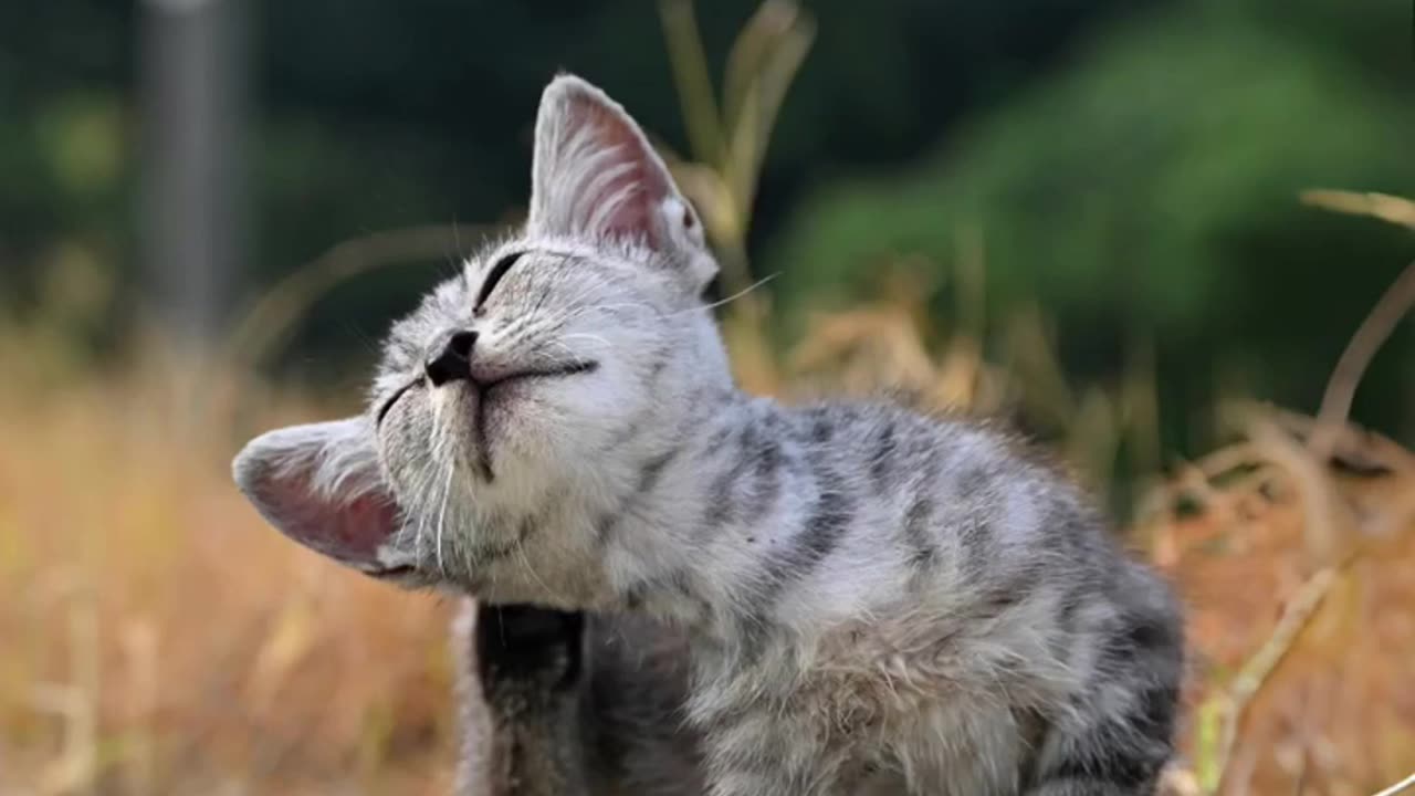 He Gave a Stray Cat the Best Day of Its Life!