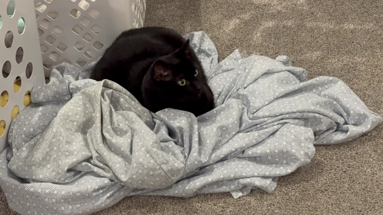 Cute Precious Piper Helps with the Wash - My Adopted Shelter Cat Vlog