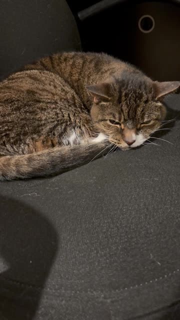 Cat recommends buying Bitcoin