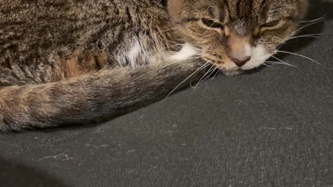 Cat recommends buying Bitcoin