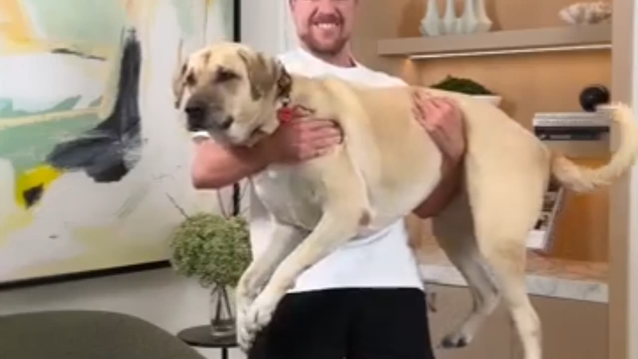 Holding Bigger And Bigger Dogs mrbeast