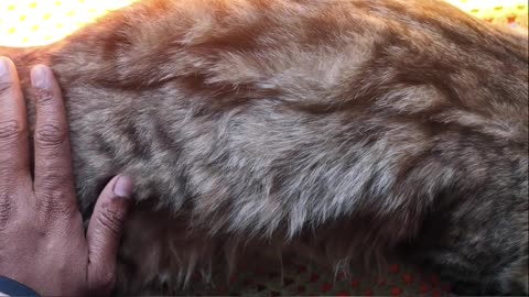 Why Watching Pets Is So Comforting (The Psychology Behind It)