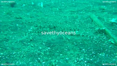Amazing Octopus Camouflage - It Just Vanishes Before The Camera