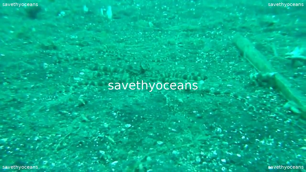 Amazing Octopus Camouflage - It Just Vanishes Before The Camera