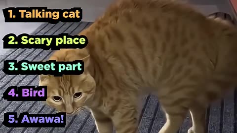 RANKING 5 Animal Clips!