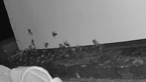 Saturday Night - Bees After Dark