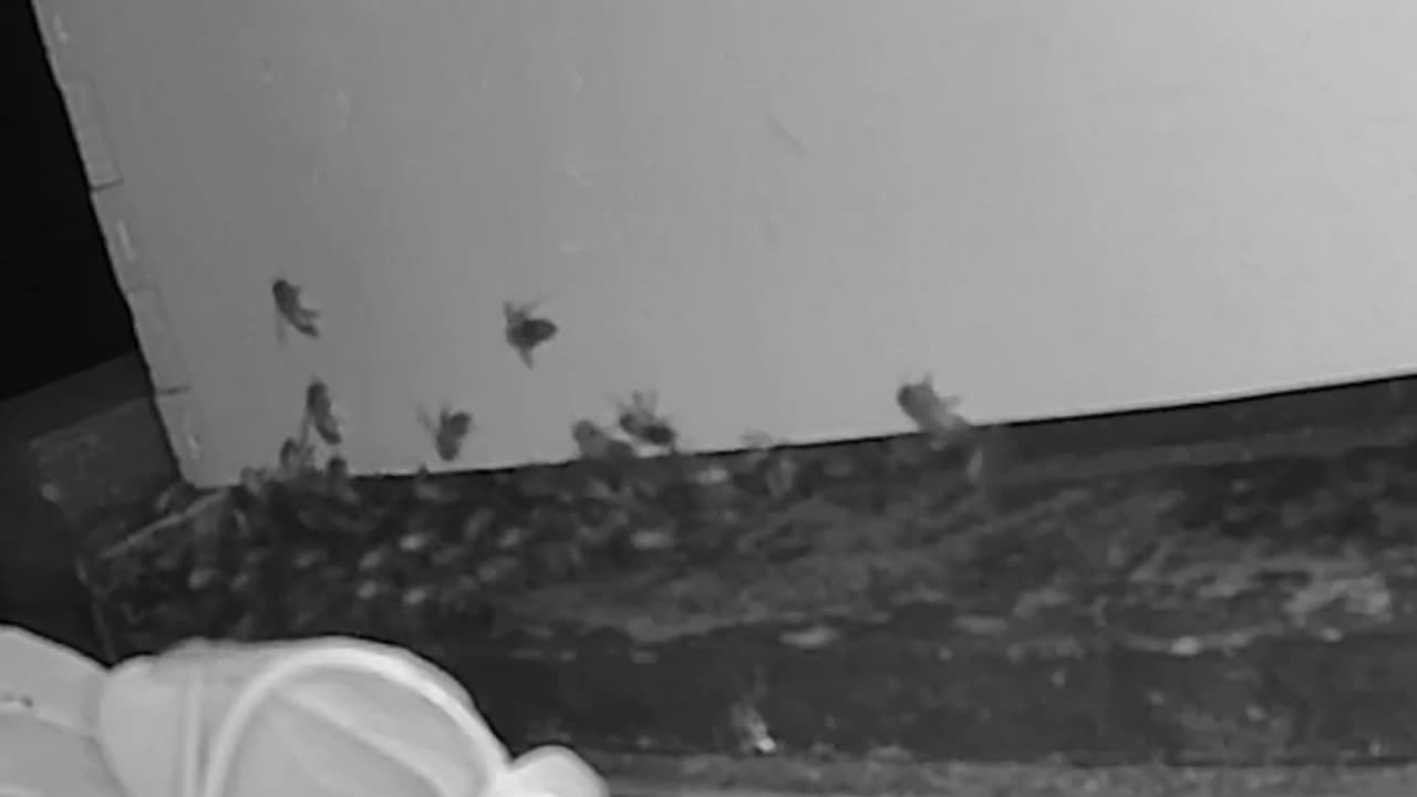 Saturday Night - Bees After Dark