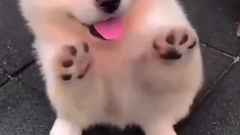 Cute dog 😍🐕