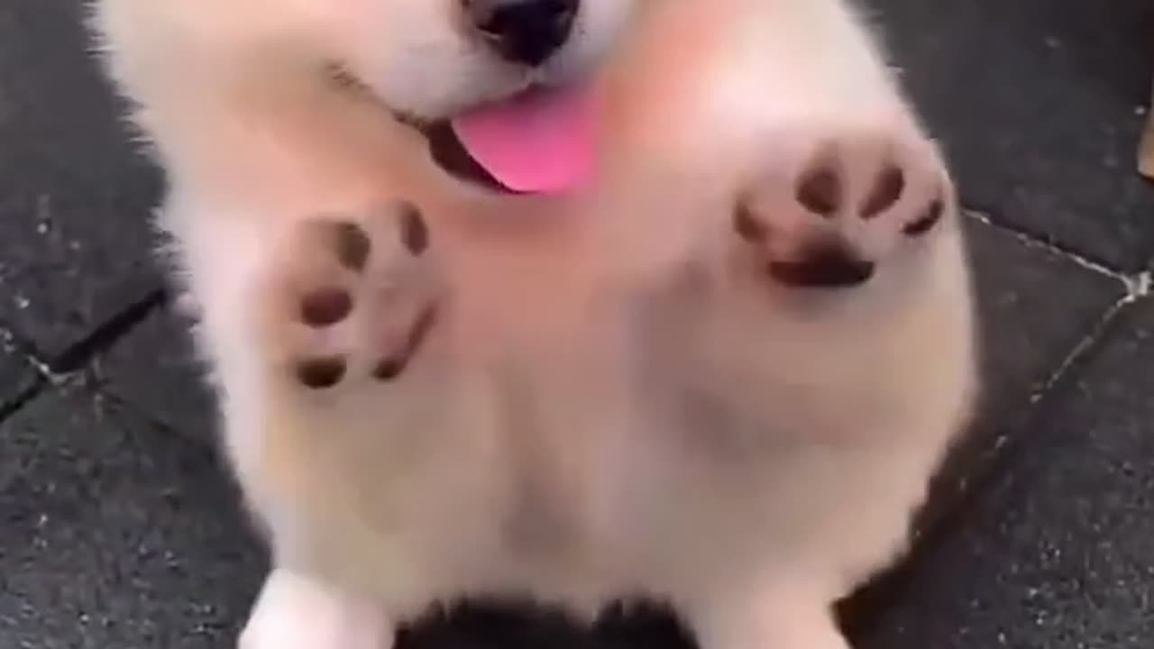 Cute dog 😍🐕