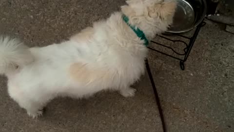 dog