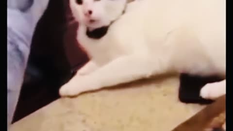 #Cats 🐱 and #dogs 🐕 hilarious moments