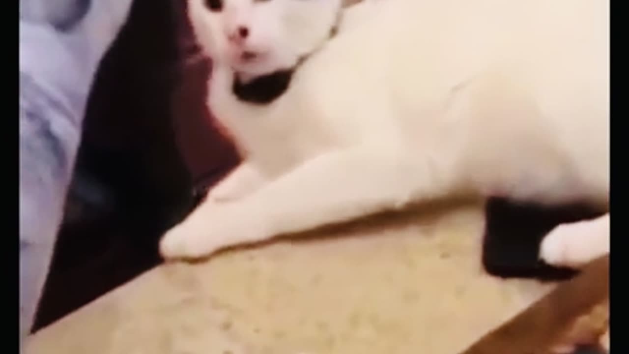 #Cats 🐱 and #dogs 🐕 hilarious moments