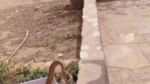 Snakes Don’t Stand a Chance Against Cats!