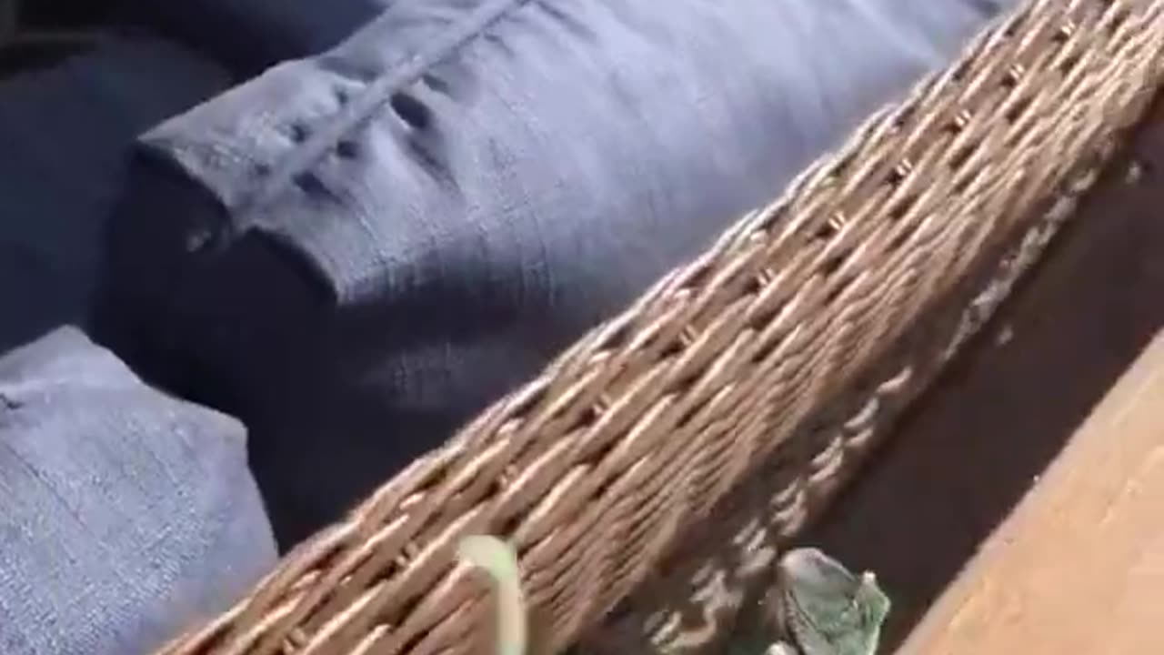 green chameleon