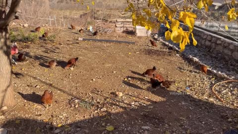 Iran Village Life A Cooking Journey Through Rural Traditions | Nomad life of iran