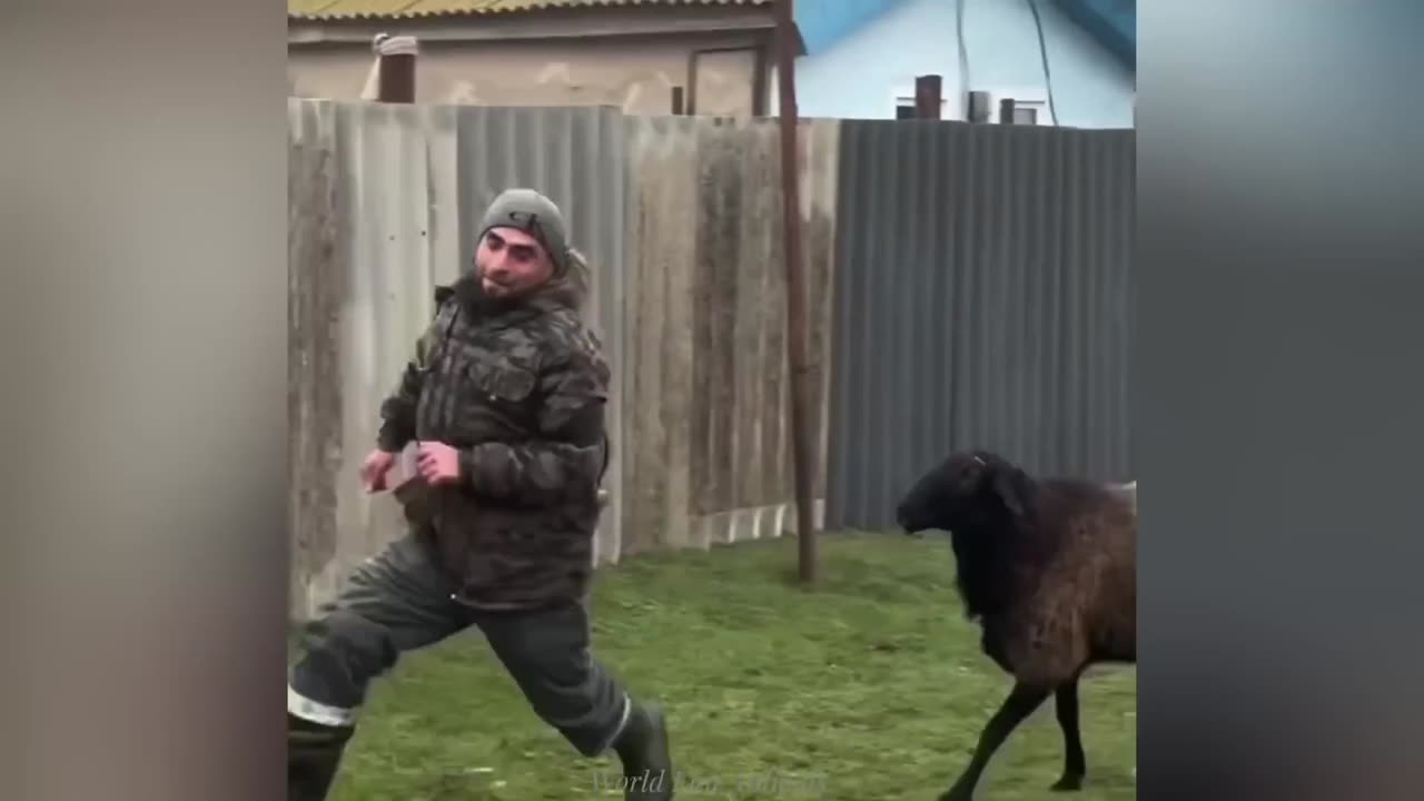 Funny ANIMALS videos 😊 Funniest CATS😺 and DOGS🐶 2025