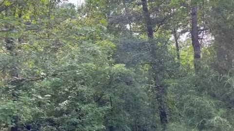 August 10, 2023 - Boisterous Birds