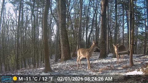 The Woods – 02/01/2026